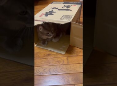 あなた #ねこ動画 #アメリカンカール #猫好きさんと繋がりたい