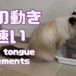 バーマン猫ガブ【舌の動きが速い】Fast tongue movements（バーマン猫）Birman/Cat