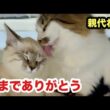 【最後の夜】保護子猫の親代わりを努めた猫