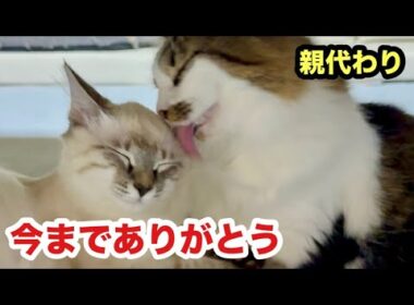 【最後の夜】保護子猫の親代わりを努めた猫