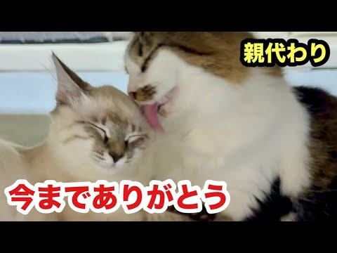 【最後の夜】保護子猫の親代わりを努めた猫