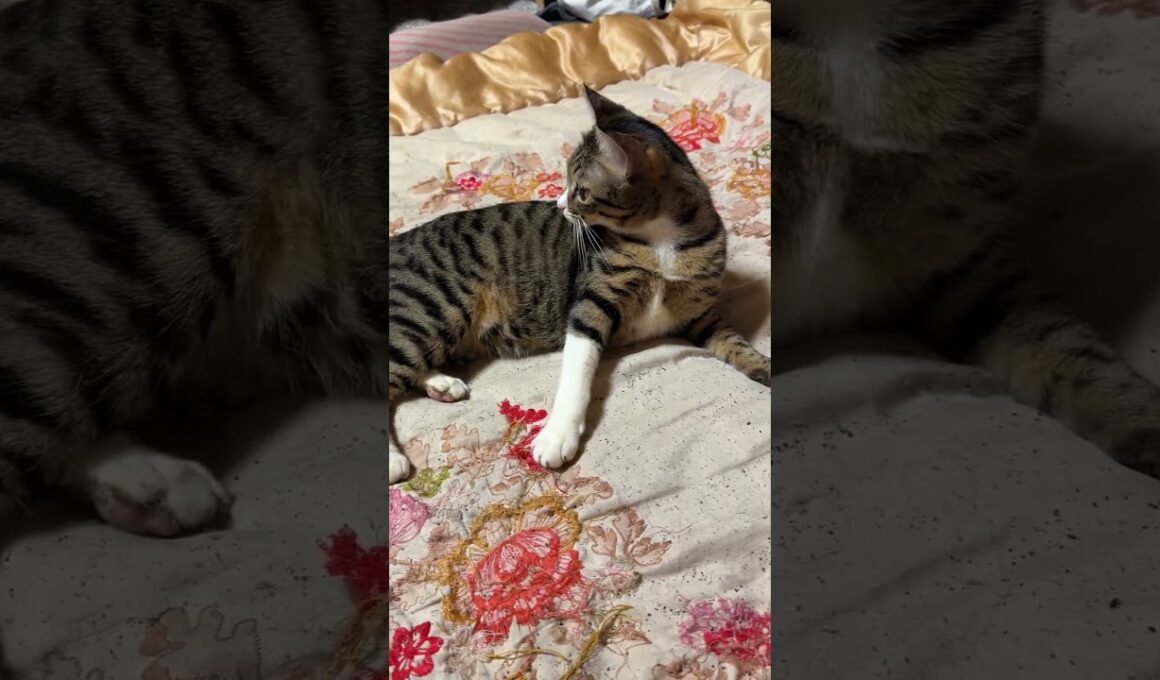 キジシロのルル、たくらむ「シャムの子ねこパンダ。妹の雫みたいに、オモチャ好きにしてあげる」①