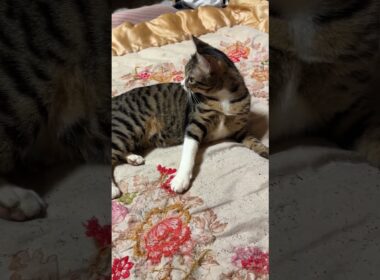 キジシロのルル、たくらむ「シャムの子ねこパンダ。妹の雫みたいに、オモチャ好きにしてあげる」①