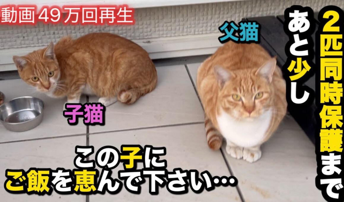 【突然現れた子猫を連れた父猫】近情報告