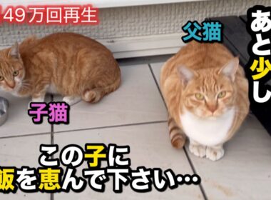 【突然現れた子猫を連れた父猫】近情報告