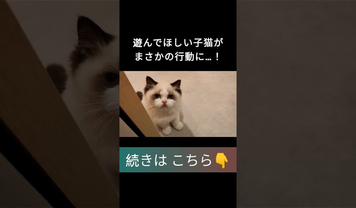 #shorts #ラグドール #子猫 #甘えん坊猫 #ぬいぐるみ猫 #ragdollcat