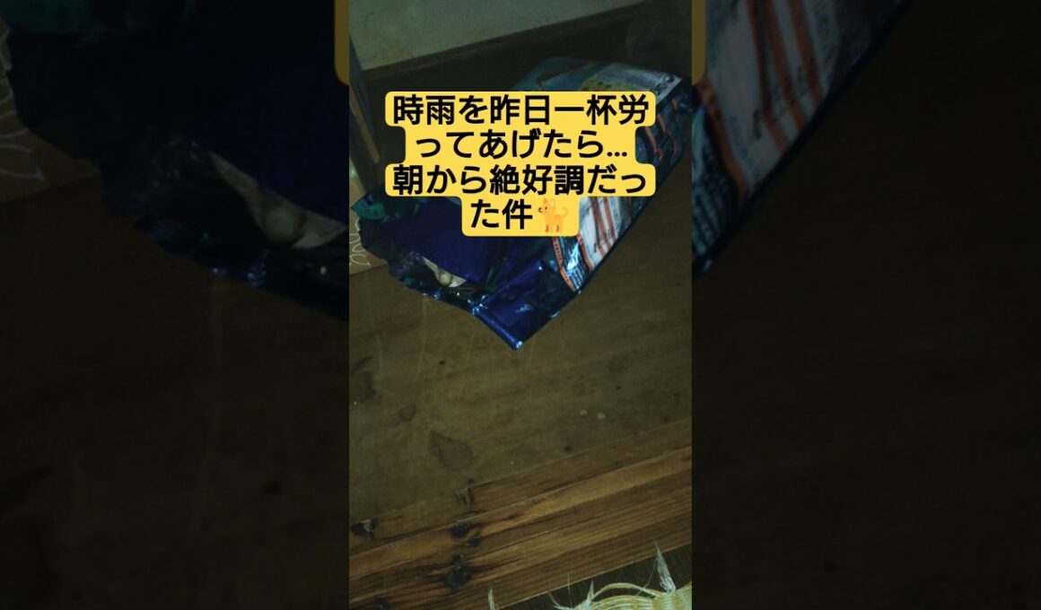 時雨を昨日一杯労ってあげたら…朝から絶好調だった件#cute #cat #ねこ #ねこのいる生活 #猫のいる暮らし #いやし #いやしねこ #時雨