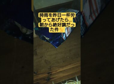 時雨を昨日一杯労ってあげたら…朝から絶好調だった件#cute #cat #ねこ #ねこのいる生活 #猫のいる暮らし #いやし #いやしねこ #時雨