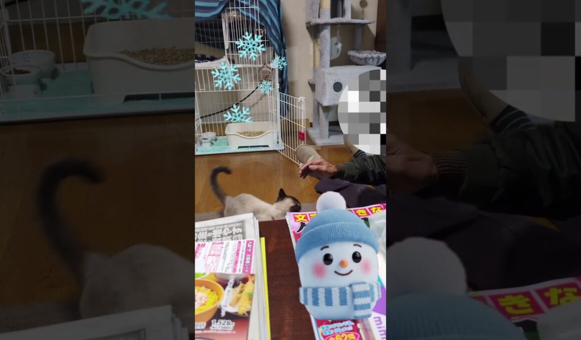 じいじとあそぶシャム猫☆マロンちゃん #cat #catshorts #シャム猫 #しゃむねこ #ねこのいる暮らし #ねこのいる暮らし