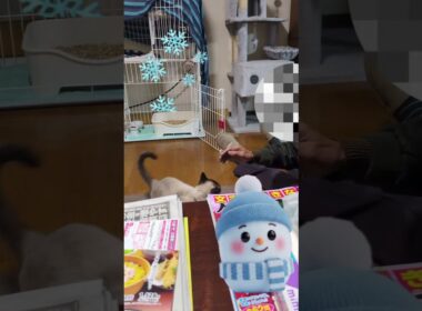 じいじとあそぶシャム猫☆マロンちゃん #cat #catshorts #シャム猫 #しゃむねこ #ねこのいる暮らし #ねこのいる暮らし