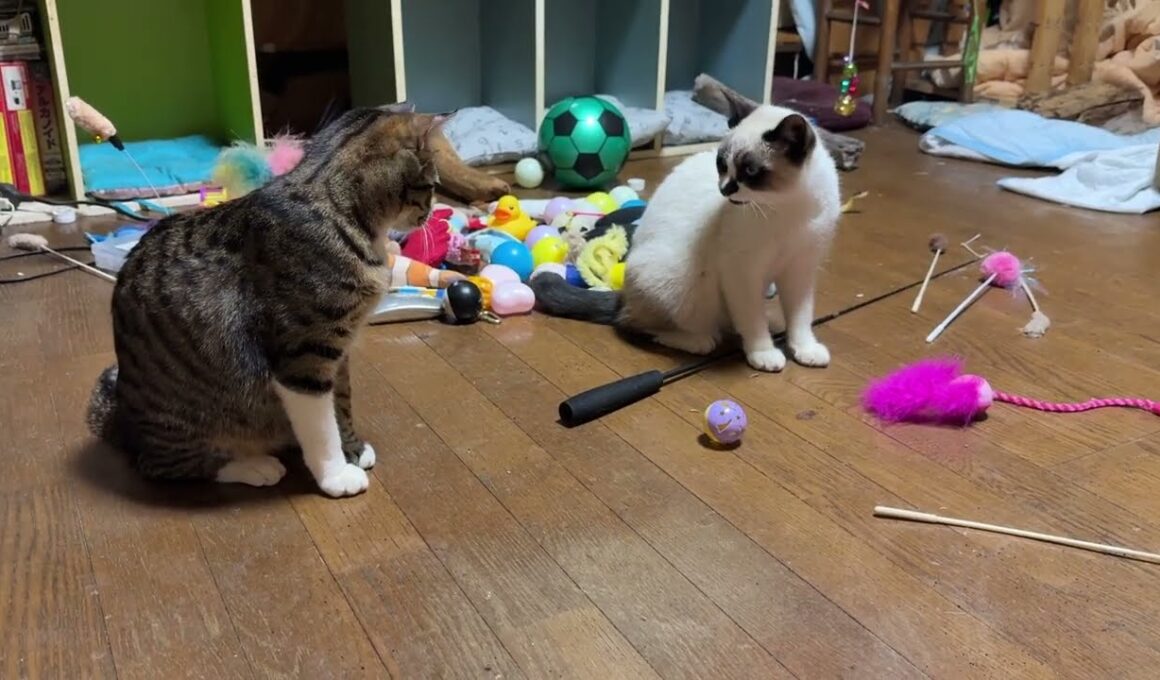 キジシロのルル、たくらむ「シャムの子ねこパンダ。妹の雫みたいに、オモチャ好きにしてあげる」②