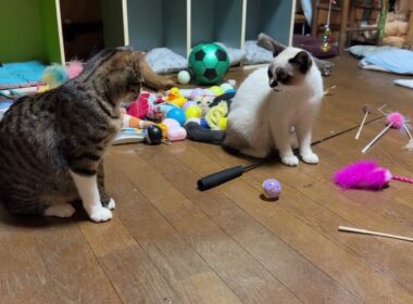 キジシロのルル、たくらむ「シャムの子ねこパンダ。妹の雫みたいに、オモチャ好きにしてあげる」②