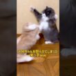 怒られる末っ子www#ノルウェージャンフォレストキャット #ターキッシュアンゴラ #ねこ #cat #short