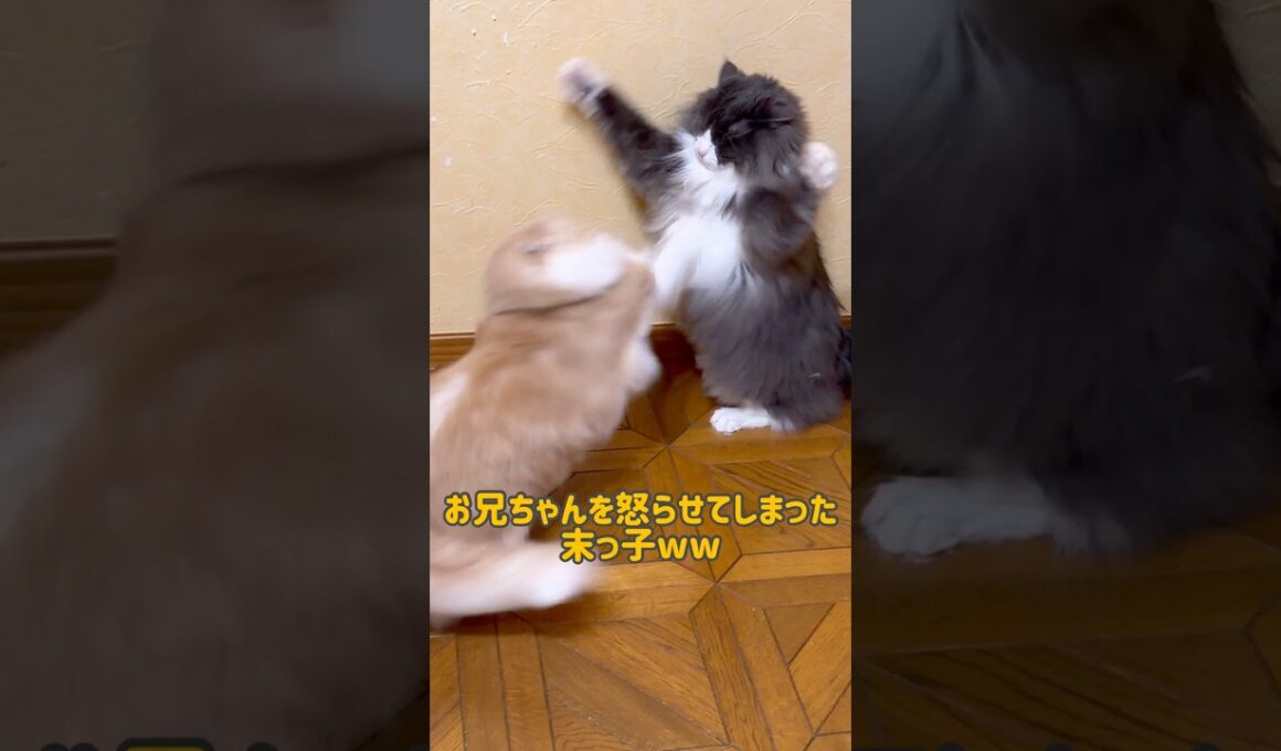 怒られる末っ子www#ノルウェージャンフォレストキャット #ターキッシュアンゴラ #ねこ #cat #short