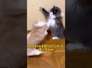 怒られる末っ子www#ノルウェージャンフォレストキャット #ターキッシュアンゴラ #ねこ #cat #short