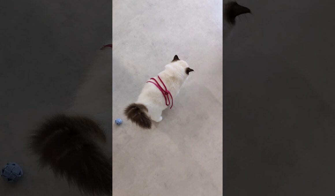 #shorts #ラグドール #子猫 #猫のいる生活 #甘えん坊猫 #ぬいぐるみ猫