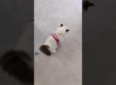 #shorts #ラグドール #子猫 #猫のいる生活 #甘えん坊猫 #ぬいぐるみ猫