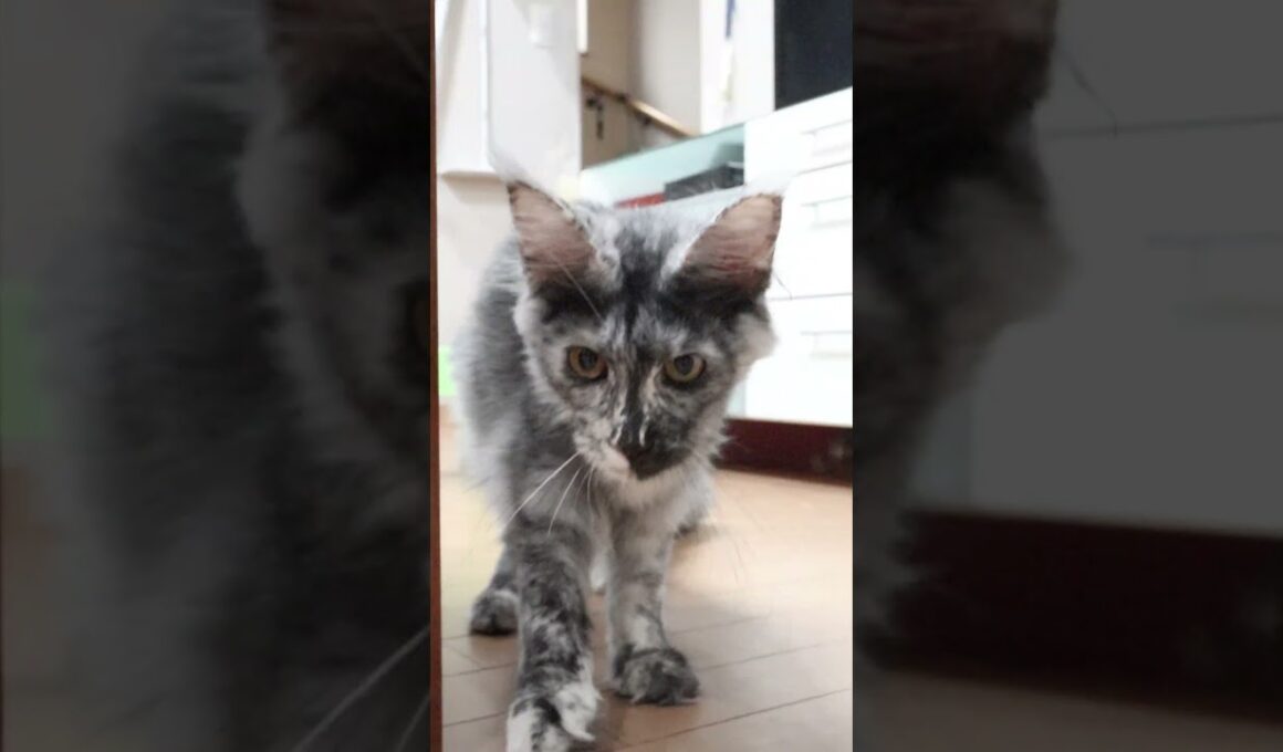 生後6ヶ月半キメラのメインクーンめいこちゃん