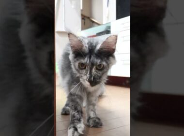 生後6ヶ月半キメラのメインクーンめいこちゃん