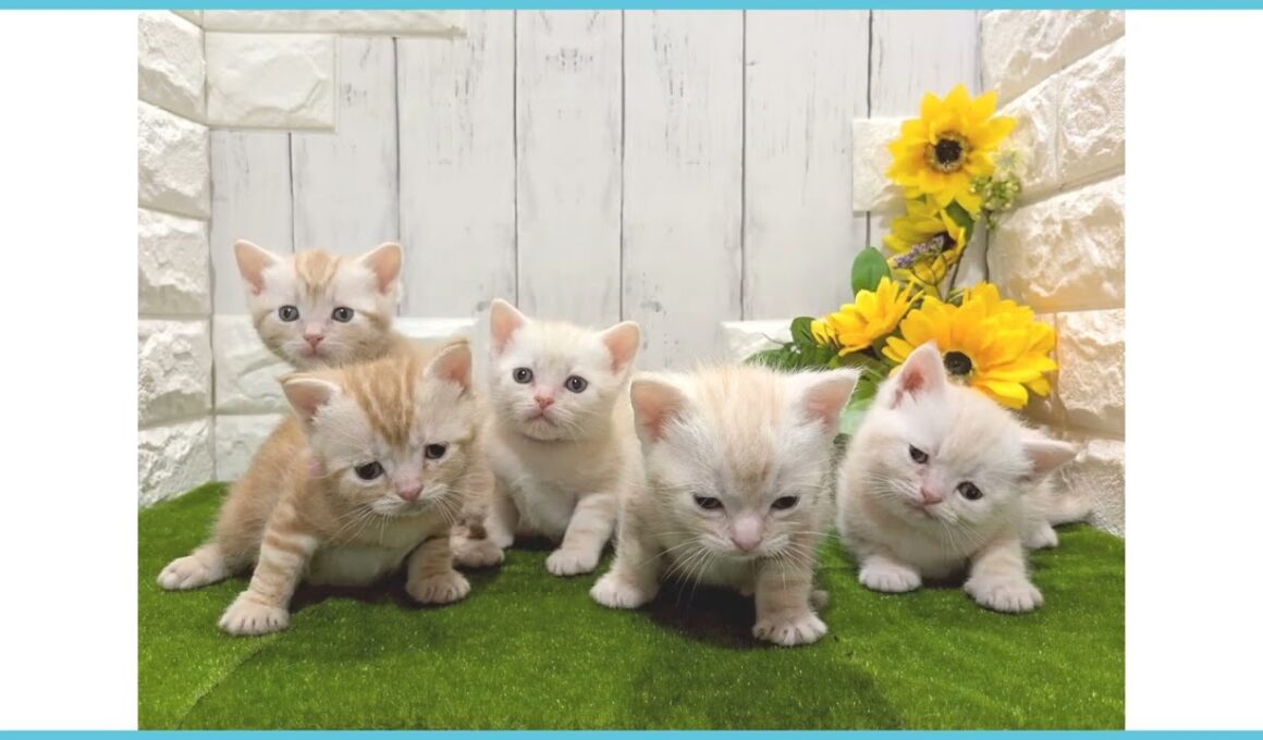 ペットショップcoo&riku No.00740531 アメリカンショートヘアー