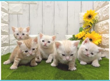 ペットショップcoo&riku No.00740531 アメリカンショートヘアー