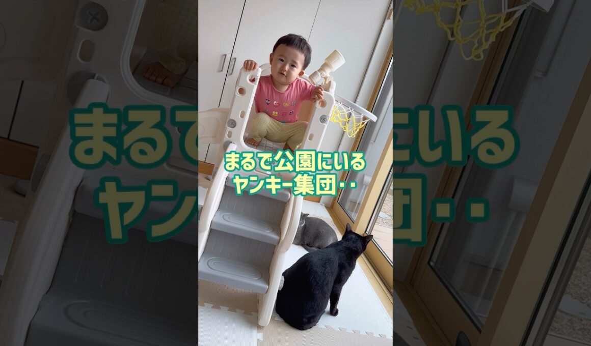 ガラ悪い😱‼️ #赤ちゃん #1歳 #保護猫 #cat #ロシアンブルー