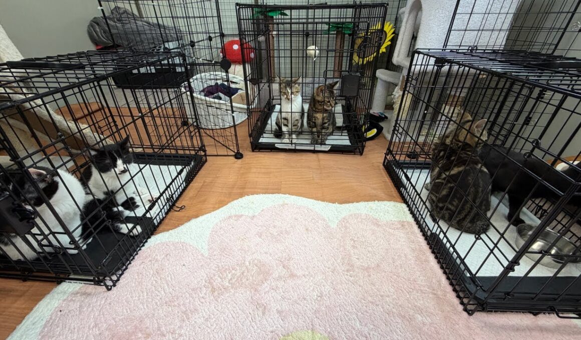 子猫の譲渡会場からゲリライブ🐈