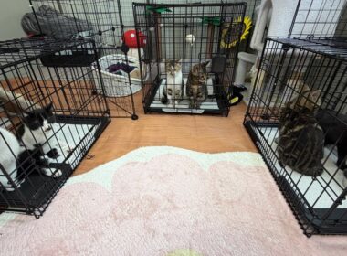 子猫の譲渡会場からゲリライブ🐈