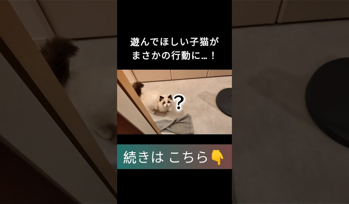 #shorts #ラグドール #子猫 #甘えん坊猫 #ぬいぐるみ猫 #深夜テンション