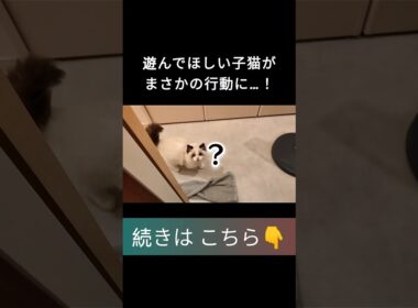 #shorts #ラグドール #子猫 #甘えん坊猫 #ぬいぐるみ猫 #深夜テンション