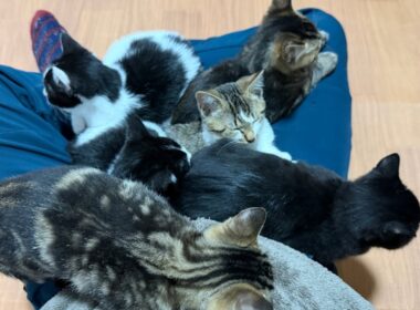 【10分限定❗️】子猫のお昼寝ゲリライブ