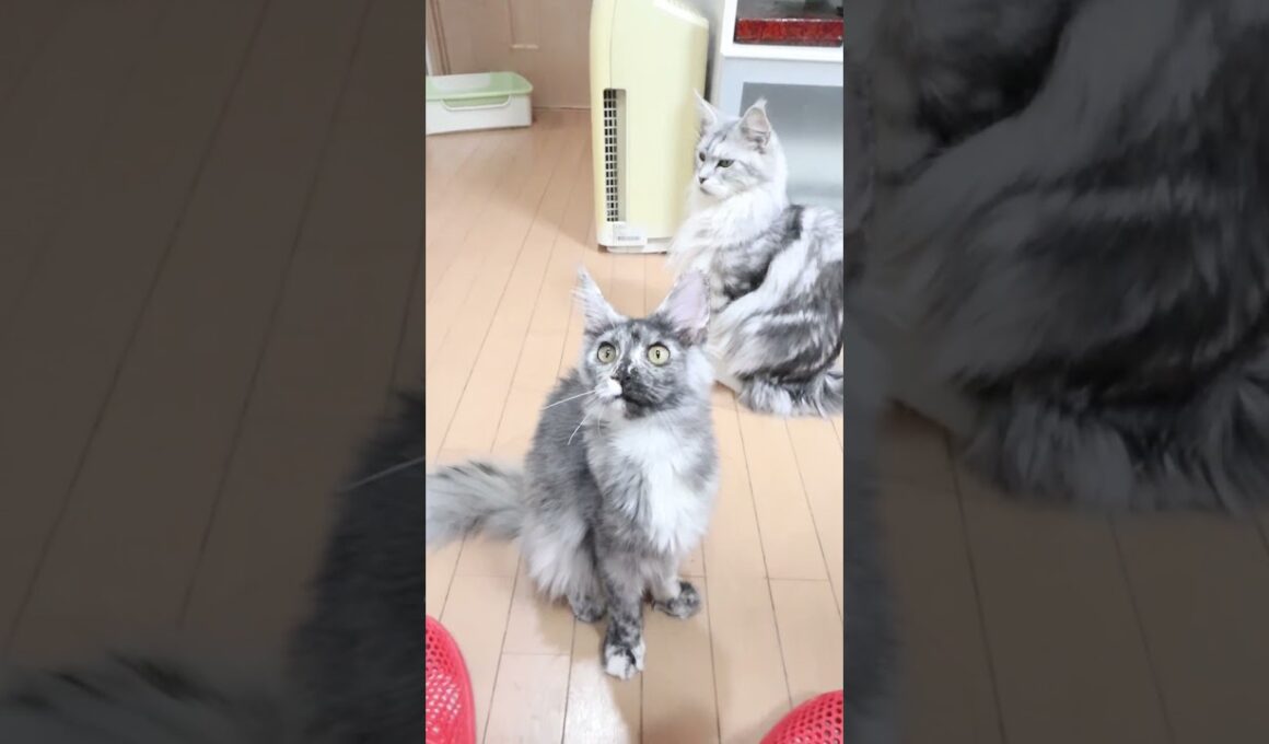 生後6ヶ月半キメラのメインクーンめいこちゃん #子ネコ