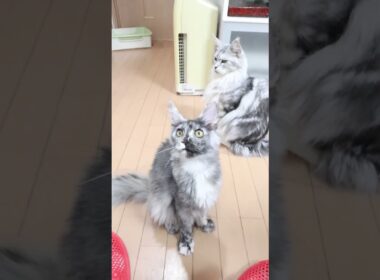 生後6ヶ月半キメラのメインクーンめいこちゃん #子ネコ