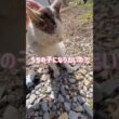 【シロとの出会い】“うちの子になりたいの…？”出会ってまもない外猫が見せたまさかの反応【オリジナルBGM】