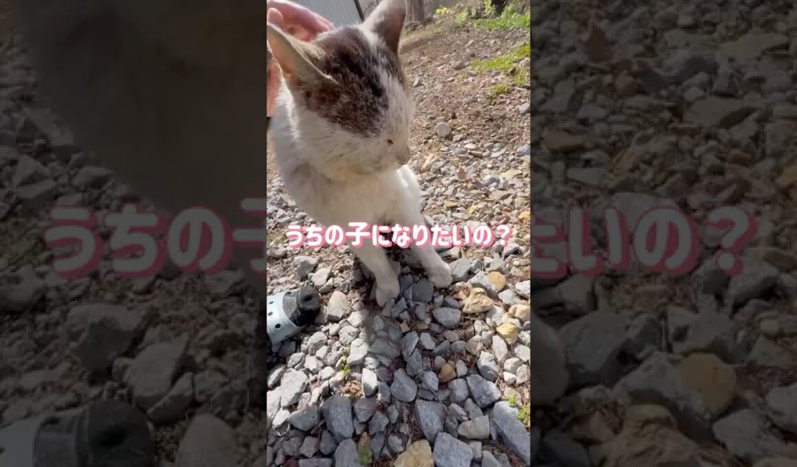 【シロとの出会い】“うちの子になりたいの…？”出会ってまもない外猫が見せたまさかの反応【オリジナルBGM】