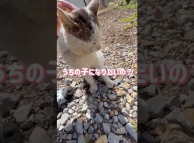 【シロとの出会い】“うちの子になりたいの…？”出会ってまもない外猫が見せたまさかの反応【オリジナルBGM】