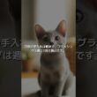 【ねこ図鑑】コラット | #shorts