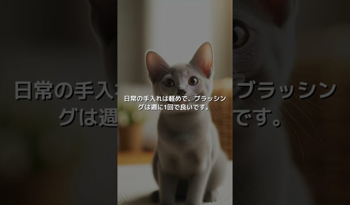 【ねこ図鑑】コラット | #shorts