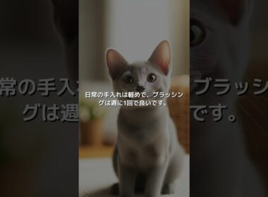 【ねこ図鑑】コラット | #shorts