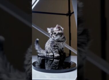 cute kitten LaPerm | Gato LaPerm #cute #funny #pets #cat #petsfofinhos #guineapighome #kitten