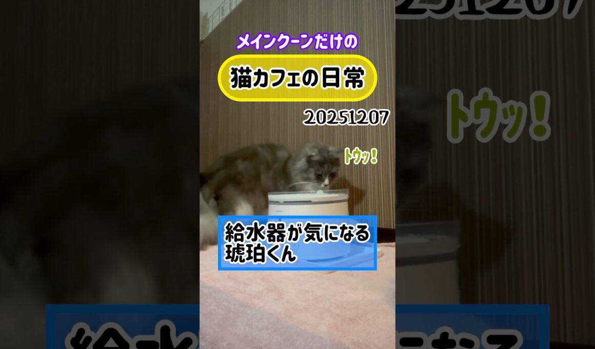 20251207 メインクーンだけの【猫カフェの日常】#cat #cooncat #mainecat #もふもふ