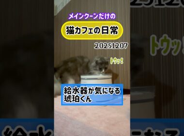 20251207 メインクーンだけの【猫カフェの日常】#cat #cooncat #mainecat #もふもふ