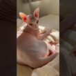 甘え鳴きして可愛い猫アレクサンドラ【スフィンクス】