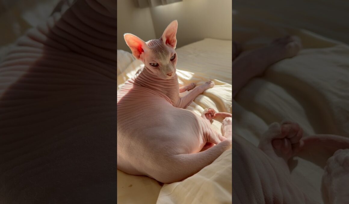 甘え鳴きして可愛い猫アレクサンドラ【スフィンクス】