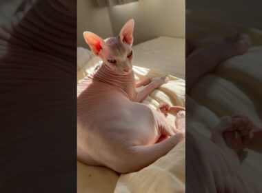 甘え鳴きして可愛い猫アレクサンドラ【スフィンクス】