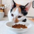 カリカリ食べるといった割に…遊んでばかりの子猫達【保護子猫】