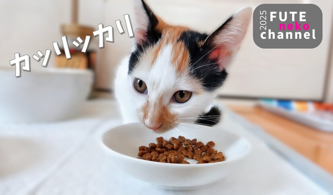カリカリ食べるといった割に…遊んでばかりの子猫達【保護子猫】