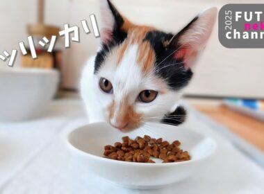 カリカリ食べるといった割に…遊んでばかりの子猫達【保護子猫】