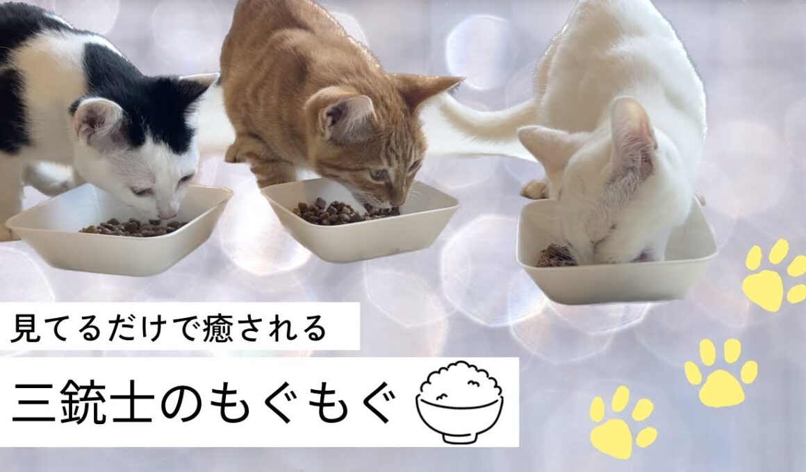 【子猫】三銃士のもぐもぐタイム