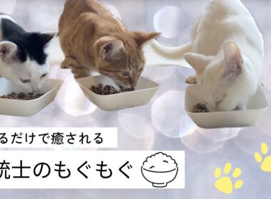 【子猫】三銃士のもぐもぐタイム